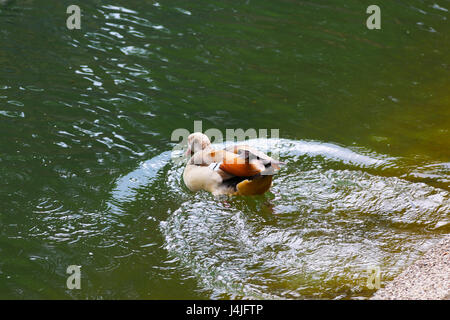 Nilgans auf London Canal Stockfoto