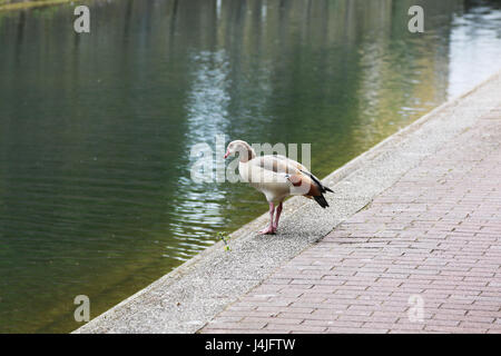 Nilgans auf London Canal Stockfoto
