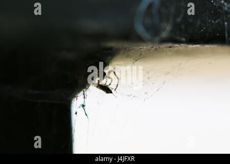 Makro einer Spinne mit Fliege Stockfoto