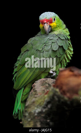 Rot-orientieren Amazon Papagei (Amazona Autumnalis) Stockfoto