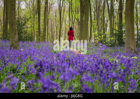 Eine Frau stand unter einem Teppich aus Glockenblumen in Hampshire, UK Stockfoto