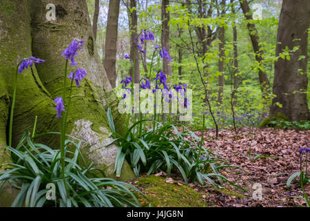 Glockenblumen wachsen an der Basis eines Baumes in Hampshire, UK Stockfoto