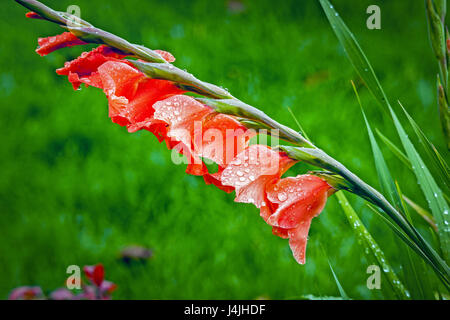 Eine orange Gladiolus Stiel Blüten im Regen auf einem weichen, grünen Hintergrund isoliert. Stockfoto