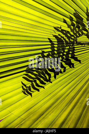 In der Natur abstrakt. Einem Ventilator Palmwedel mit der Silhouette eines Farns dagegen und Linien nach außen strahlt. Stockfoto