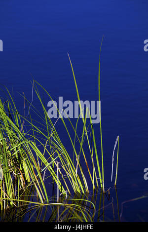 Stiele grünen Teich Gras wächst am Ufer eines Teiches. Tief blau gefärbtem Wasser Hintergrund. Stockfoto