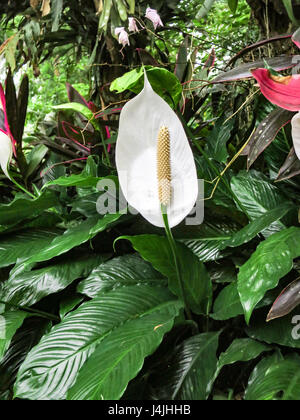 Peace Lily, Spathiphyllum Cochlearispathum, a/k/a White Sails und Spatha Blume, Blütenständen und Spatha. Stockfoto