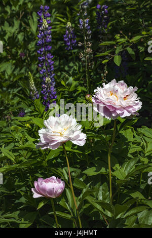 Drei Rosa Pfingstrosen, verschiedene Gail Tischier, Gattung Paeonia, in verschiedenen Stadien der Blüte. Lila Lupinen im Hintergrund. Stockfoto