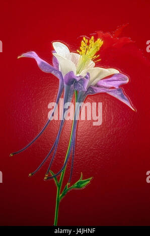 Foto-Illustration einer Columbine Blume Blüte, Aquilegia, mit Plastikfolie-Filter und isoliert vor einem roten Hintergrund. Stockfoto