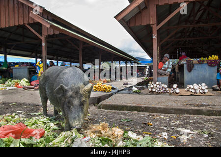 Jayapura, West-Papua, Indonesien, 17. Februar 2016: Schwein auf dem pflanzlichen Reste Essen Stockfoto