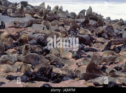 Küste, South African Seebären, Arctocephalus percivali, Kolonie Tiere, wilde Tiere, Säugetiere, Meer Bär, Seebär, Otary, Meer Bär, Meer Bär Kolonie, Dichtungen, Strand, Stockfoto