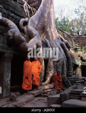 Kambodscha, Angkor Wat, Khmer-Tempel, Detail, Ta Prohm, Mönche Asien, Süd-Ost-Asien, nahe Siem Reap, König Suriyavarman II, baut, 1110-1150, Khmer Klassik, sakrale Bau, Tempel-Anlage, Tempel, Männer, drei, jung, Priester, Lächeln, freundlich, glauben, Religion, Ort von Interesse, Struktur, Tor, Wurzeln, eingewachsene, Post-Angkorianische Periode, Kultur, UNESCO-Weltkulturerbe, Außenwand, Ruinen, Baum, Pflanze, Wachstum Stockfoto