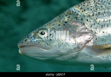 Forelle, Oncorhynchus mykiss Stockfoto