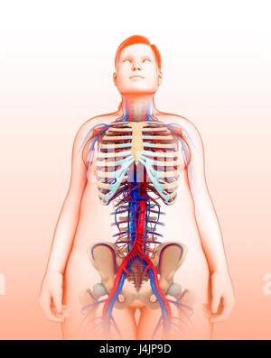 Abbildung der weiblichen Skelett- und zirkulierende Systeme. Stockfoto