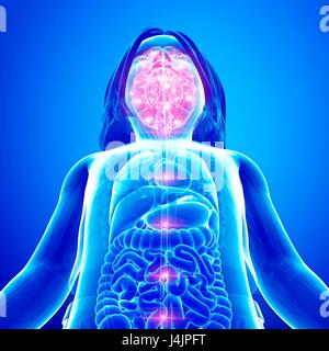 Darstellung der Aktivität des menschlichen Gehirns. Stockfoto