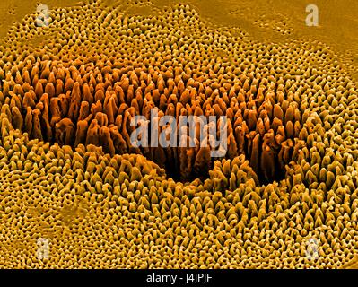 Nanostrukturen auf Silizium. Farbige scanning Electron Schliffbild (SEM) von Nanostrukturen auf eine Siliziumoberfläche durch einen Laserstrahl gebildet. Diese Forschung beinhaltet die Verwendung von Lasern, Ätzen und Abtragen von Metall und Halbleiter Oberflächen. Die daraus resultierende Nanostruktur Stockfoto