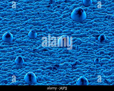 Nanostrukturen auf Stahl. Farbige scanning Electron Schliffbild (SEM) von Nanostrukturen auf einer Stahloberfläche durch einen Laserstrahl gebildet. Diese Forschung beinhaltet die Verwendung von Lasern, Ätzen und Abtragen von Metall und Halbleiter Oberflächen. Die daraus resultierende Nanostrukturen ca Stockfoto