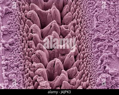 Nanostrukturen auf Titan. Farbige scanning Electron Schliffbild (SEM) von Nanostrukturen auf eine Titanoberfläche mit einem Laserstrahl gebildet. Diese Forschung beinhaltet die Verwendung von Lasern, Ätzen und Abtragen von Metall und Halbleiter Oberflächen. Die daraus resultierende nanostructu Stockfoto