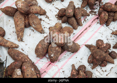 Süßkartoffeln oder Kumara (Ipomoea Batatas) im Markt, Stone Town, Sansibar, Tansania. Stockfoto