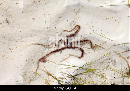 Schlangenstern in ein Gezeitenbecken, Jambiani, Sansibar, Tansania. Stockfoto