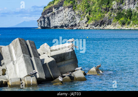 Ruhenden braune Pelikane am Hafen von Deshaies, Meer und Felsen im Hintergrund, Guadeloupe, Karibik, Französische Antillen Stockfoto