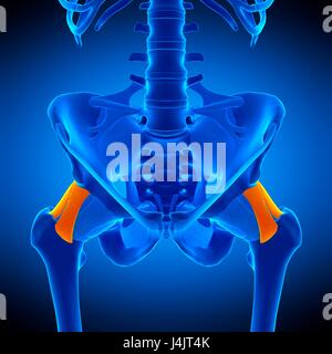 Illustration der Iliofemoral Ligamentum. Stockfoto