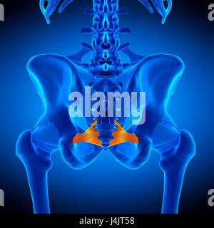 Illustration der Sacrospinous Ligament. Stockfoto