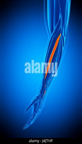 Illustration der Beinstrecker Carpi Radialis Brevis Muskel. Stockfoto