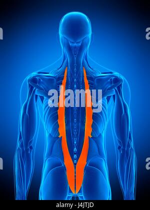 Abbildung des Iliocostalis Muskels. Stockfoto