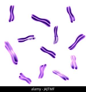 Abbildung der menschlichen Chromosomen. Stockfoto