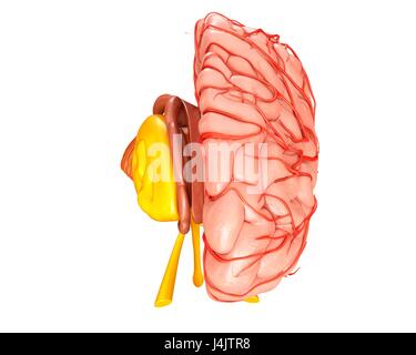 Darstellung der Anatomie des menschlichen Gehirns und seine Arterien. Stockfoto