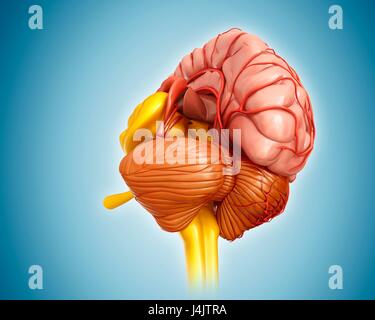 Darstellung der Anatomie des menschlichen Gehirns und seine Arterien. Stockfoto