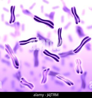 Abbildung der menschlichen Chromosomen. Stockfoto