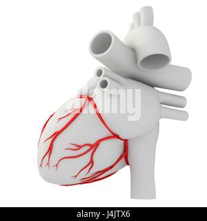 Darstellung der Koronararterien des Herzens. Stockfoto