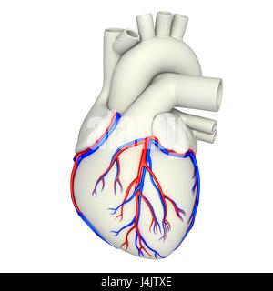 Darstellung der Herzkranzgefäße des Herzens. Stockfoto