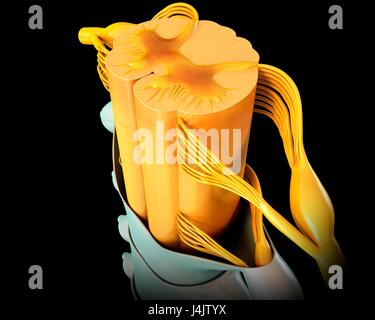 Abbildung eines Querschnitts durch einen menschlichen Rückenmark. Stockfoto