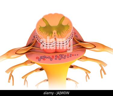 Abbildung eines Querschnitts durch einen menschlichen Rückenmark. Stockfoto