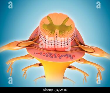 Abbildung eines Querschnitts durch einen menschlichen Rückenmark. Stockfoto