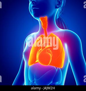 Illustration der Herz-Lungen-System bei einem Kind. Stockfoto