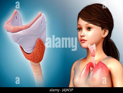 Abbildung der Anatomie der Schilddrüse und Knorpel des Kindes. Stockfoto