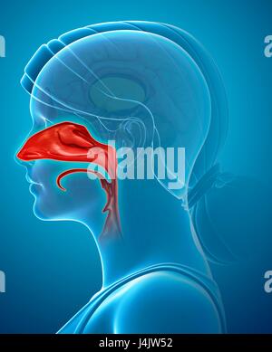 Darstellung der weiblichen Nasenhöhle. Stockfoto