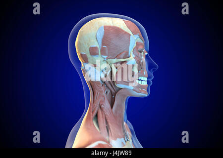 Menschlichen Gesichtsmuskeln, Abbildung. Stockfoto