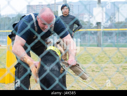 SASEBO, Japan (20. März 2017) Waffenwart 1. Klasse Justin Treml arbeitet mit einer militärischen Arbeitshund bei einem k-9 Training Symposium an Bord Kommandeur US Flotte Aktivitäten Sasebo Nimitz Park 20. März 2017. Das Symposium fand Handel Trainingstechniken und Ideen zwischen japanischen Maritime Self-Defense Sasebo Guard Bereichsgruppe, Aufgewendete und Japan Kennel Club statt. (Foto: U.S. Navy Masse Kommunikation Spezialist Seemann Geoffrey P. Barham/freigegeben) Stockfoto