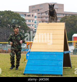 SASEBO, Japan (20. März 2017) Master Arbeit Auftragnehmer Akihiko Yamada führt seinen Hund Anka durch den Agility-Parcours während einer k-9 Training Symposium an Bord Commander US Flotte Aktivitäten Sasebo der Nimitz Park 20. März 2017. Das Symposium fand Handel Trainingstechniken und Ideen zwischen Japan Maritime Self-Defense Force Sasebo Guard Bereichsgruppe, Aufgewendete und Japan Kennel Club statt. (Foto: U.S. Navy Masse Kommunikation Spezialist Seemann Geoffrey P. Barham/freigegeben) Stockfoto