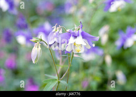 Blaue und weiße Akelei Blumen im Frühjahr. Stockfoto