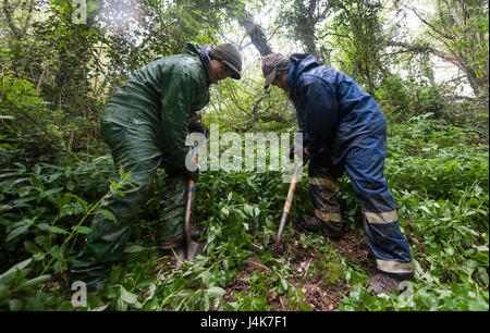 BOULOGNE SUR MER, Frankreich – zwei Defense POW/MIA Accounting Agency militärische Freiwillige suchen möglich Beweismaterial ein WWII Flugzeuge abstürzen Website während einer DPAA Erholung Mission in einem Wald in der Nähe von Boulogne-Sur-Mer, Frankreich am 3. Mai 2017. Das DPAA-Team ist auf der Suche nach ein US Army Air Force Flieger, die auf tragische Weise ums Leben kam, während des Fluges seine P - 47D-Flugzeuge am Oktober 1943 während des zweiten Weltkriegs. (Foto: U.S. Air Force TSgt Brian Kimball) Stockfoto