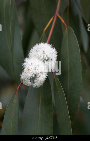 Eukalyptus Pauciflora Subspecies Debeuzevillei Blüten im Frühjahr. Stockfoto