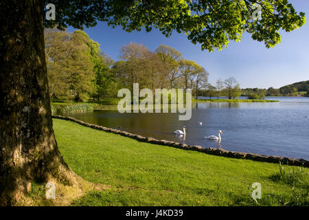 Eiche Rahmung Höckerschwäne auf Carlingwalk Loch, Castle Douglas, Dumfries & Galloway, Schottland Stockfoto