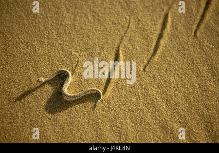 Sand, Peringuey-Wild Viper Bitis Peringueyi Namibia Namib-Wüste, Sand, Reptilien, Kriechtiere, Kriechtier, gebunden, Warteschlange, Viper, Viper, Pouf Viper, Zwerg Pouf Viper, Giftschlange, giftig, Fortbewegung, Wind, Sidewinder, Zwerg Blätterteig Addierer Stockfoto