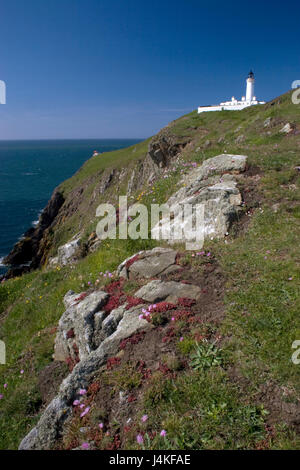 Widlflowers wachsen auf Felsvorsprung, Mull of Galloway Leuchtturm, Dumfries & Galloway, Schottland Stockfoto