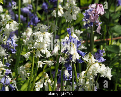 Gemischte Wald Gruppe von wilden blau weiß-rosa Glockenblumen (Hyacinthoides non-Scripta) in Cumbria, England UK Stockfoto